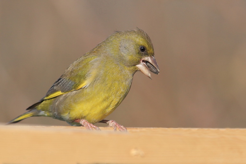 Carrellata di Verdoni